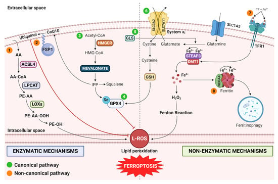 Cells | Free Full-Text | Ferroptosis and Cancer: Mitochondria Meet the ...