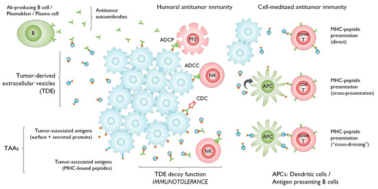 Cells | Free Full-Text | Extracellular Vesicles Mediate B Cell Immune ...