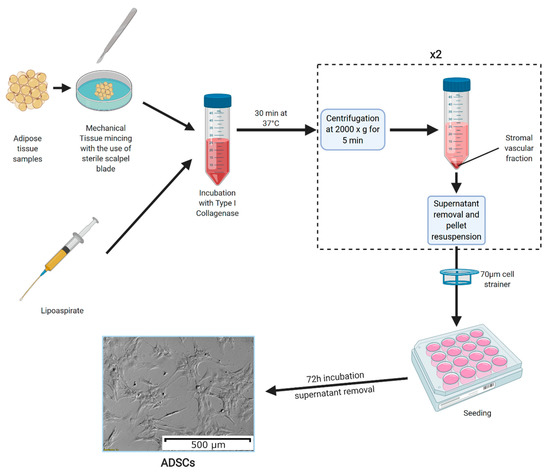 Cells Free Full Text In Vitro Cultures Of Adipose Derived Stem