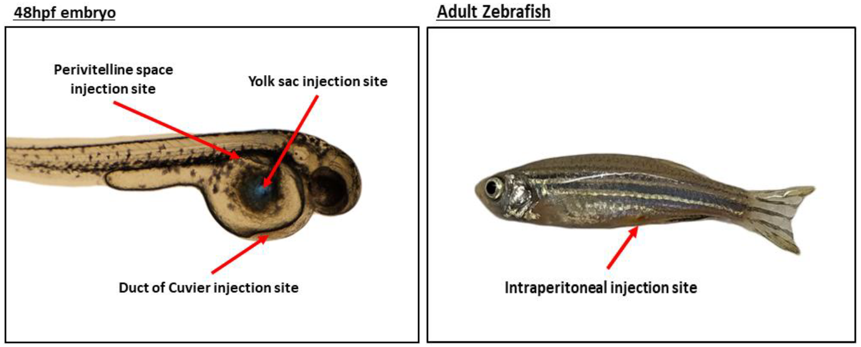 Cells | Free Full-Text | Modeling Cancer Using Zebrafish Xenografts:  Drawbacks for Mimicking the Human Microenvironment