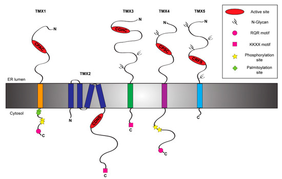 Thioredoxin-Related Transmembrane Proteins: TMX1 and Little Brothers ...