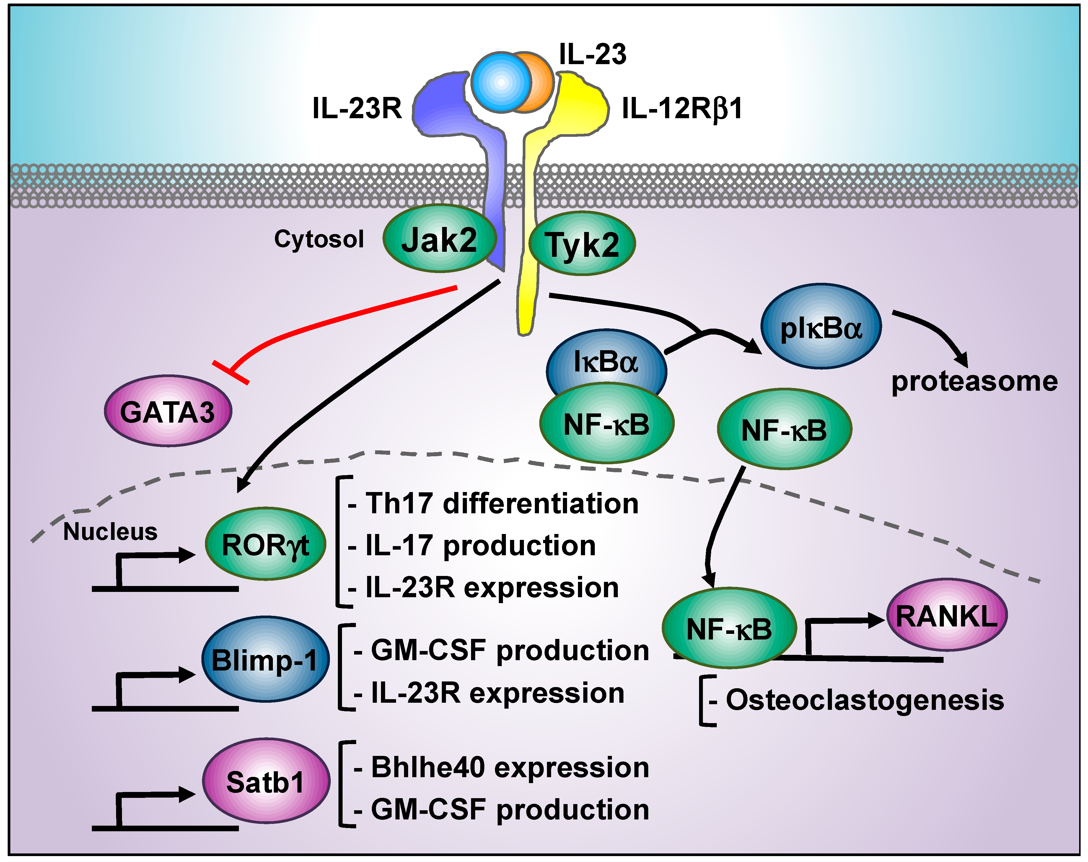 Decoding IL 23 Signaling Cascade For New Therapeutic Opportunities Decoding IL 23 Signaling Cascade For New Therapeutic Opportunities