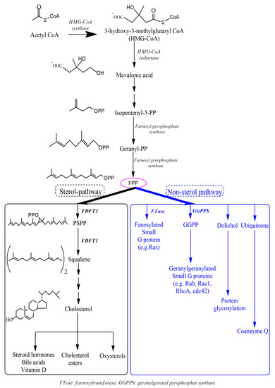 Cells | Free Full-Text | Roles of Farnesyl-Diphosphate 