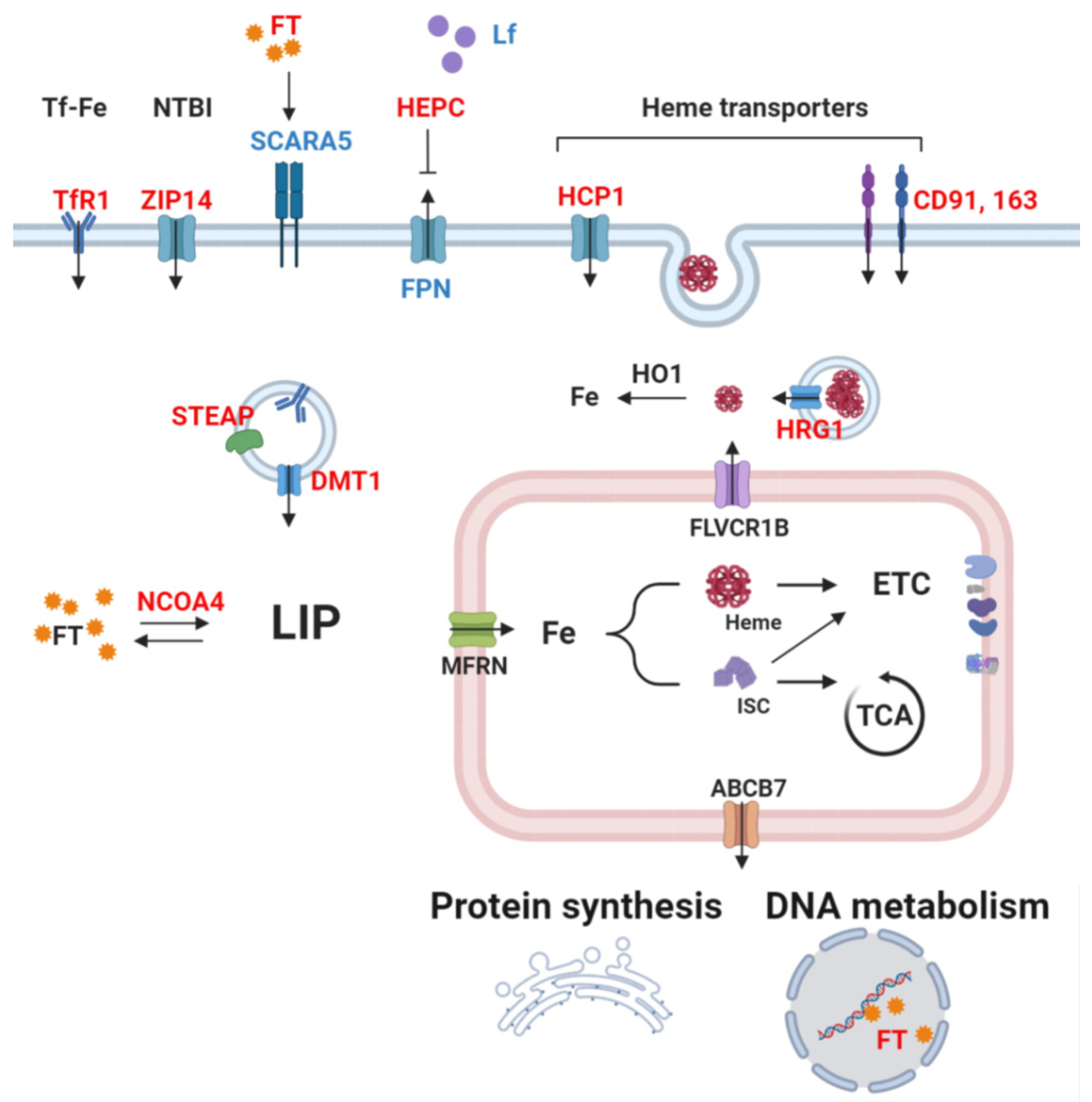 Cells | Free Full-Text | Iron: An Essential Element of Cancer Metabolism