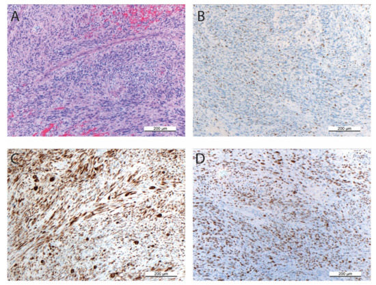 Cells | Free Full-Text | Establishment and Characterization of a