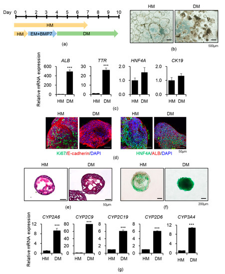 Cells | Free Full-Text | Effect of Microbial Short-Chain Fatty Acids on ...