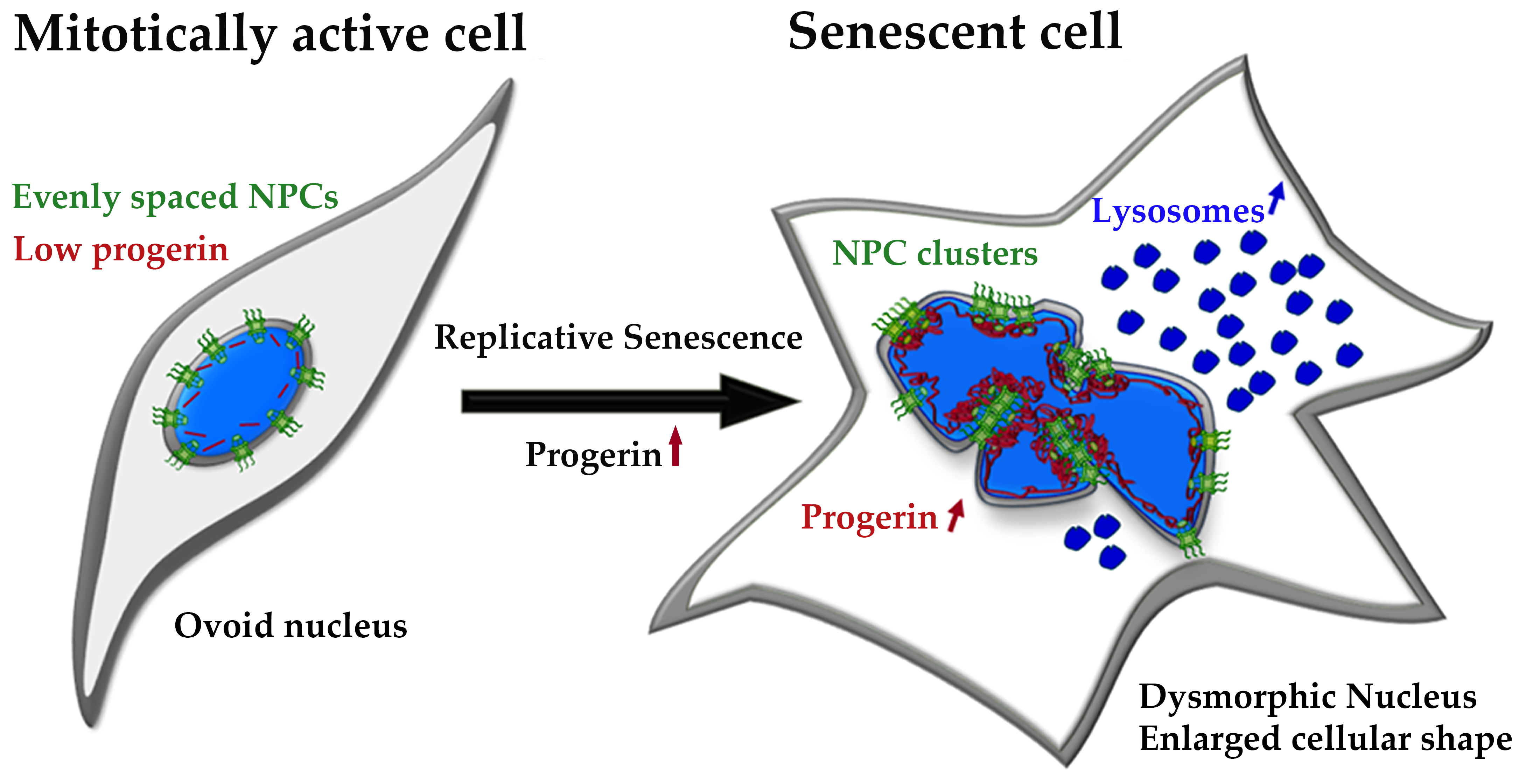 Cells | Free Full-Text | Nuclear Pore Complexes Cluster in Dysmorphic  Nuclei of Normal and Progeria Cells during Replicative Senescence