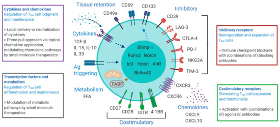 Antigen presentation by lung epithelial cells directs CD4+ TRM cell  function and regulates barrier immunity