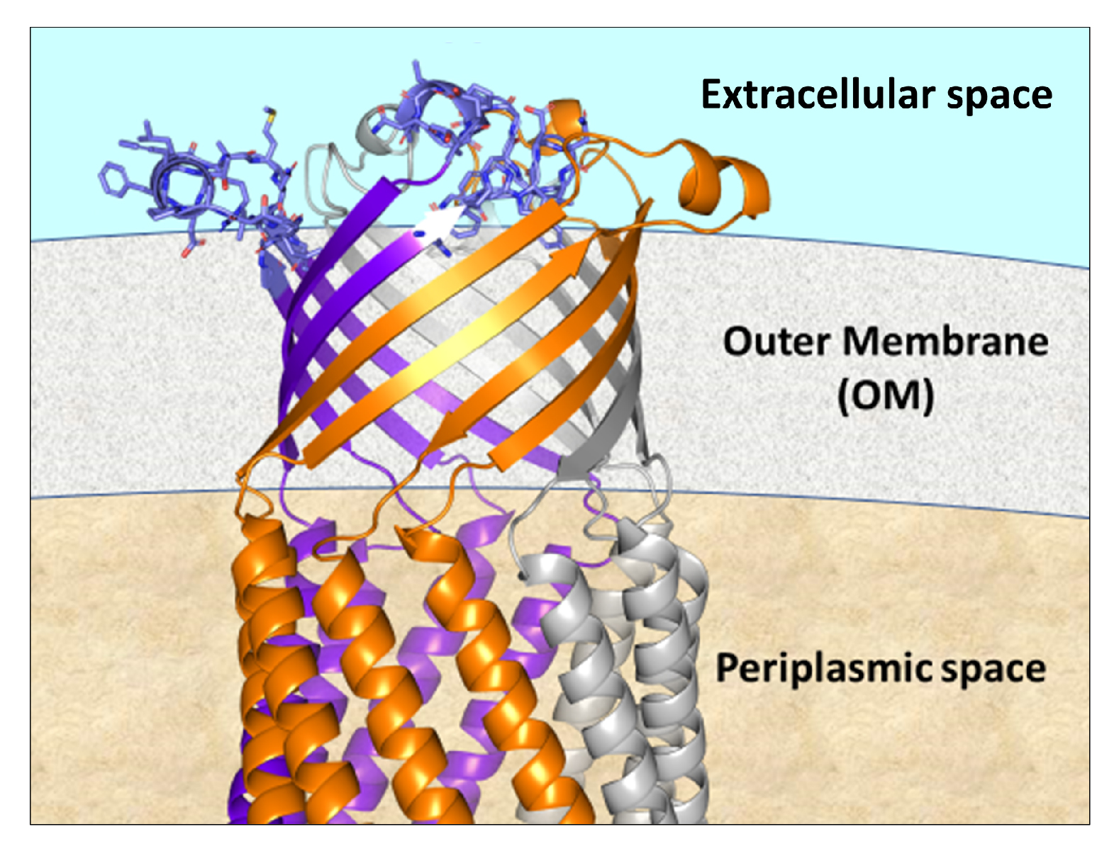 Cells Free Full-Text Thinking Outside the Bug Targeting Outer Membrane Proteins for Burkholderia Vaccines