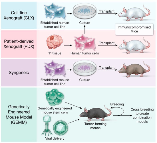 550px x 502px - Cells | Free Full-Text | Contemporary Mouse Models in Glioma Research