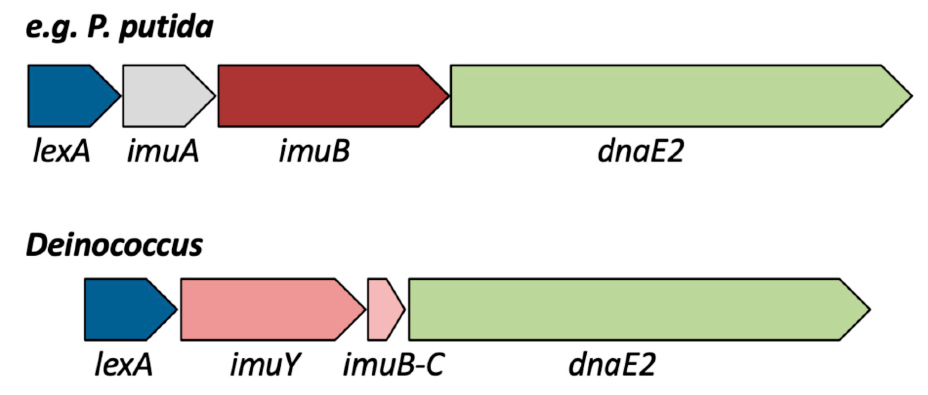 A new perspective on radiation resistance based on Deinococcus