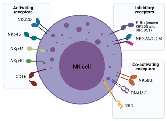 Cells | Free Full-Text | Enhancing a Natural Killer: Modification of NK ...