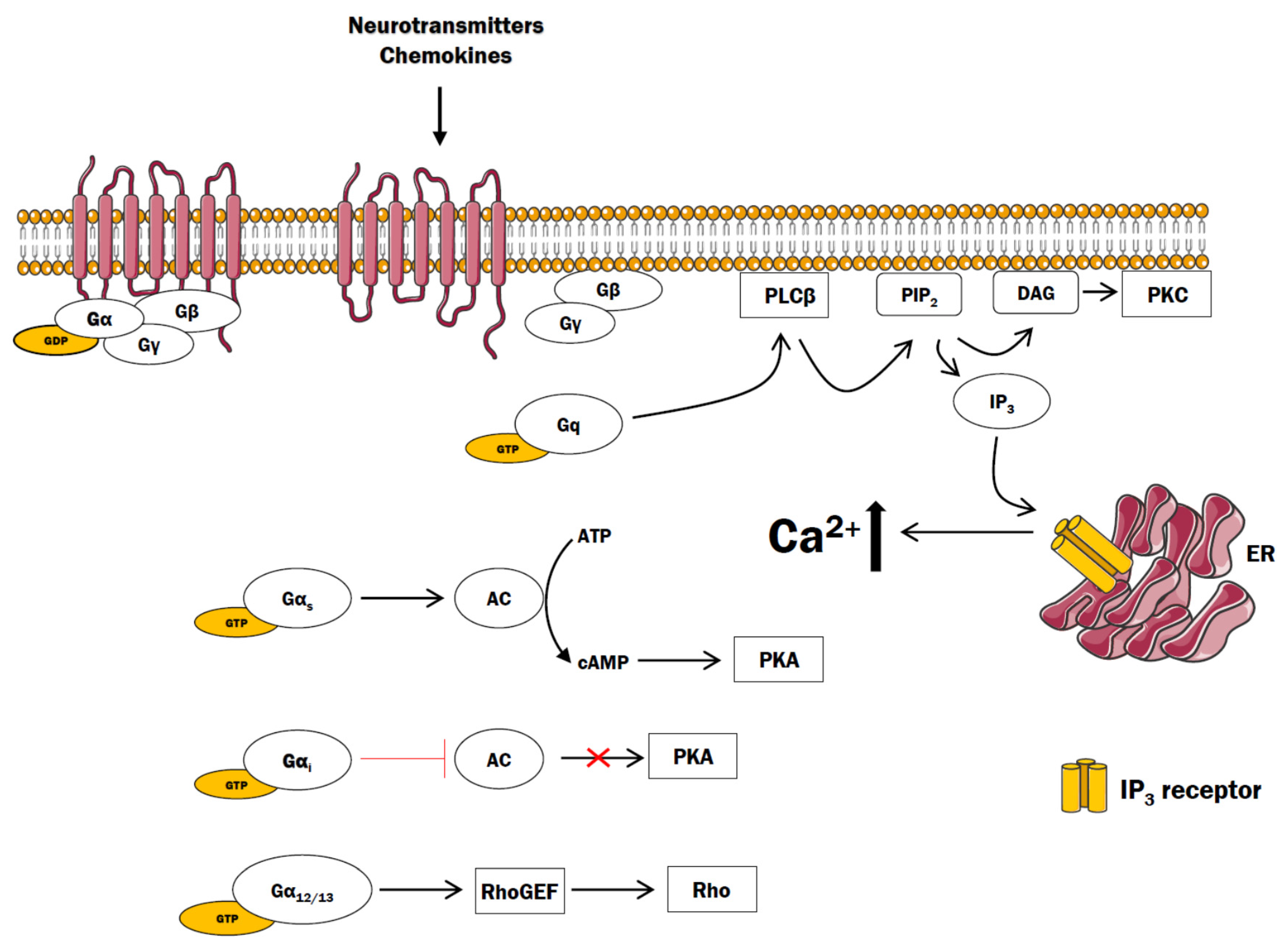 liberal Ernest Shackleton en kreditor Cells | Free Full-Text | The Role of G Protein-Coupled Receptors (GPCRs)  and Calcium Signaling in Schizophrenia. Focus on GPCRs Activated by  Neurotransmitters and Chemokines