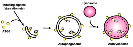 Cells | Free Full-Text | The Autophagy Machinery in Human-Parasitic ...