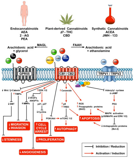 Cells Free Full-Text The Interplay between the Immune and the Endocannabinoid Systems in Cancer