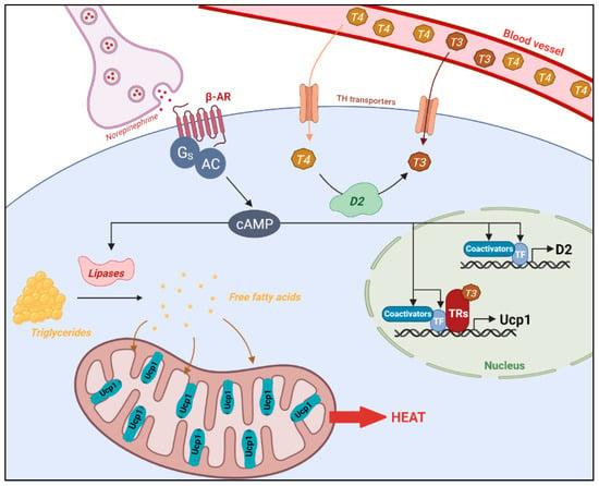 Cells | Special Issue : Thyroid Hormone Signaling and Function: News ...