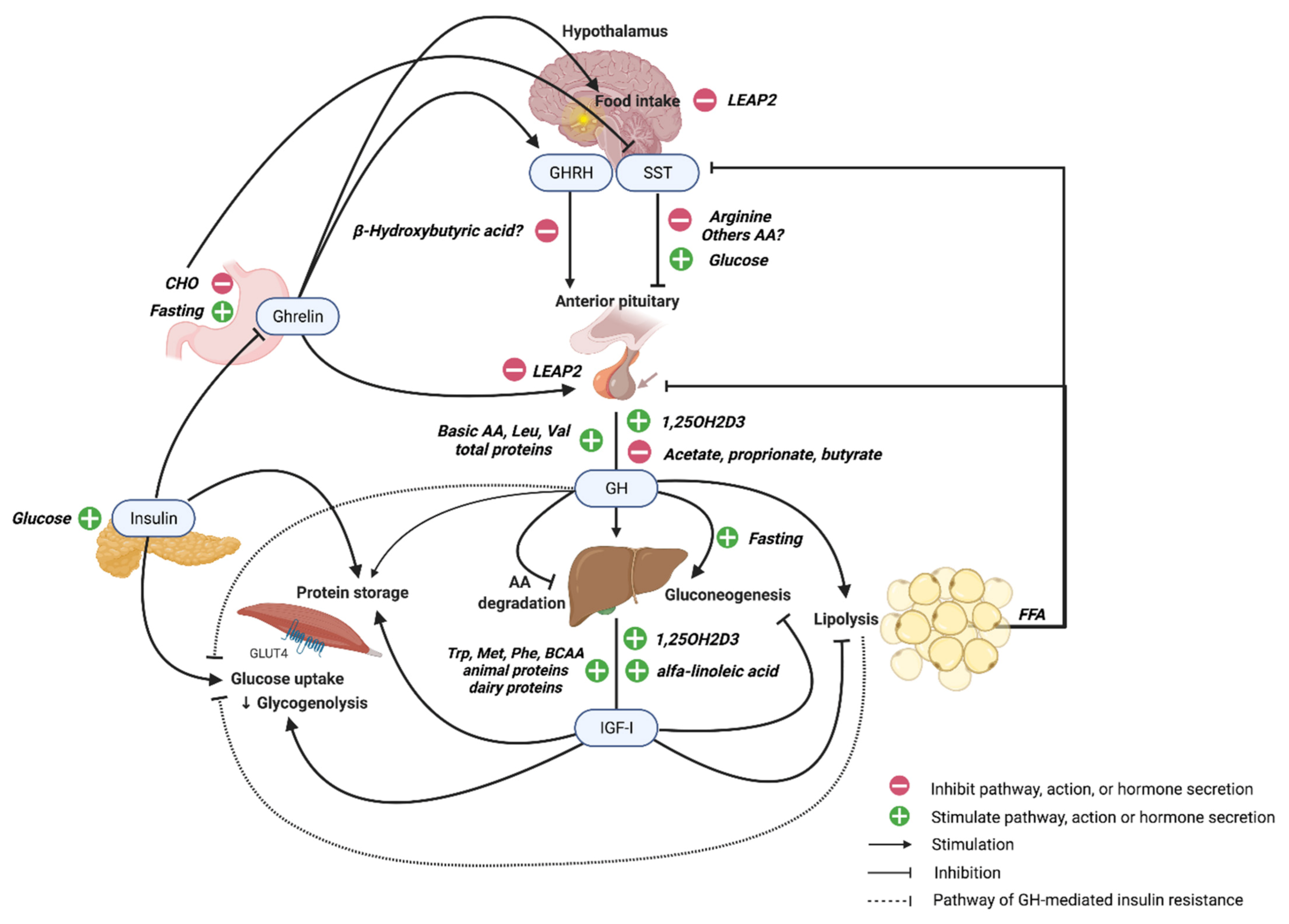 Cells | Free Full-Text | Regulation of GH and GH Signaling by Nutrients