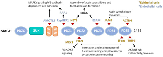 Cells | Free Full-Text | MAGI1, a Scaffold Protein with Tumor ...