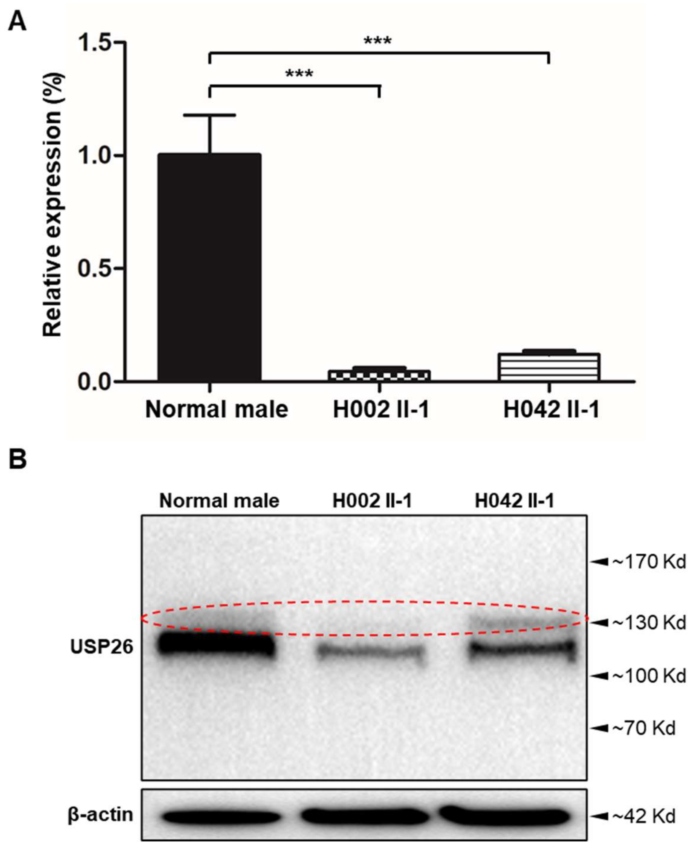 Cells | Free Full-Text | Novel Mutations in X-Linked, USP26