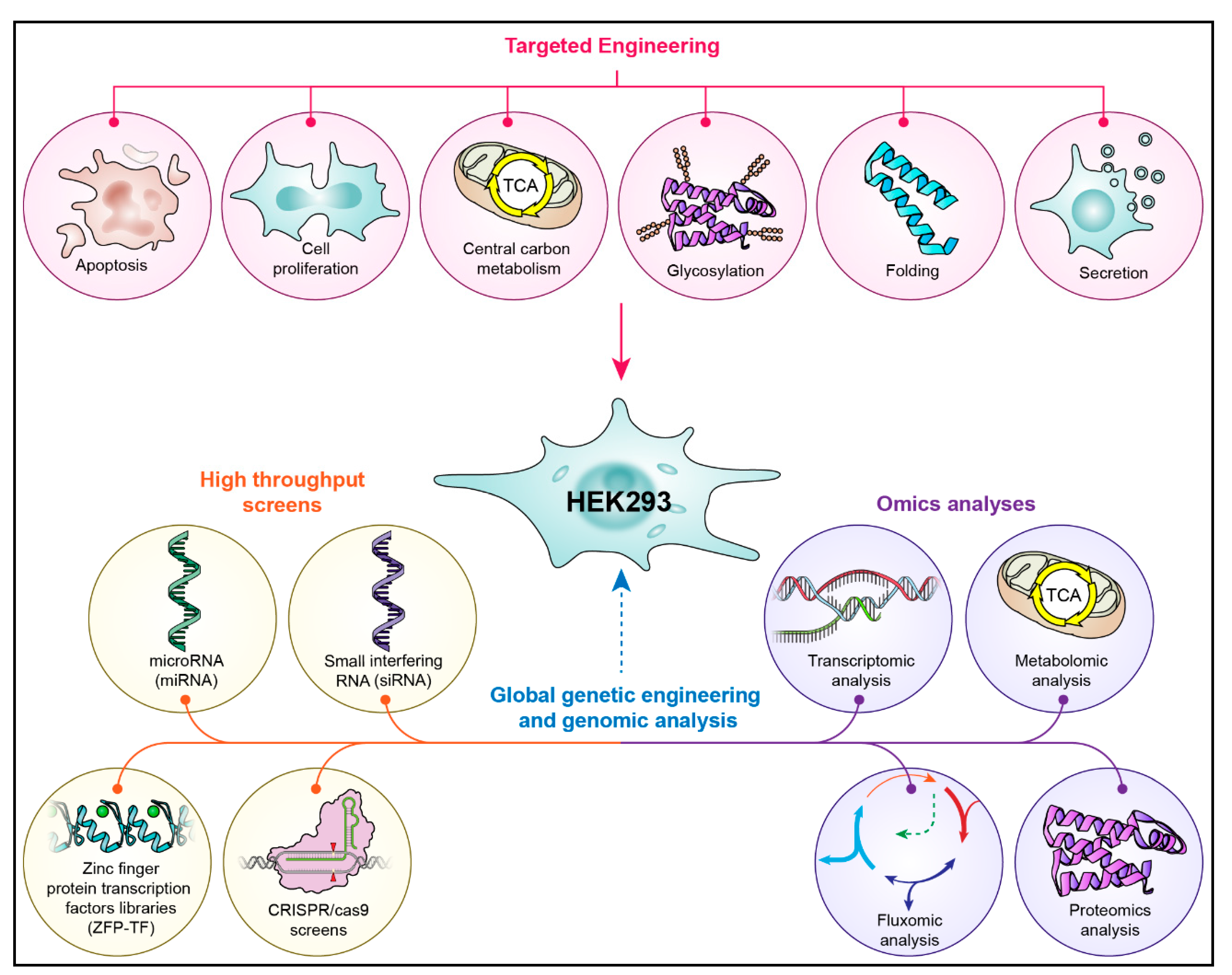 Cells | Free Full-Text | Affecting HEK293 Cell Growth and Production  Performance by Modifying the Expression of Specific Genes