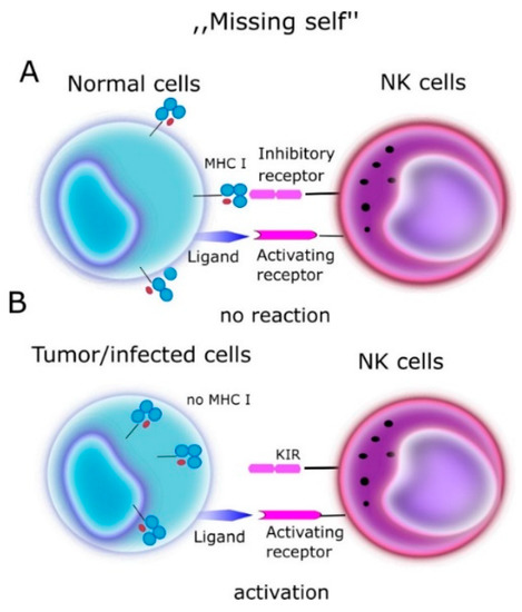 Cells | Free Full-Text | KIR Receptors as Key Regulators of NK Cells ...