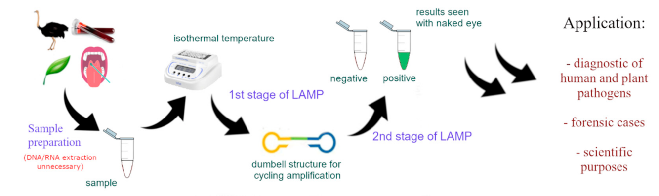 Cells | Free Full-Text | Loop-Mediated Isothermal Amplification (LAMP): The  Better Sibling of PCR?