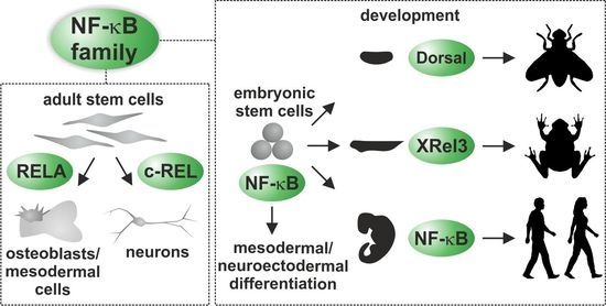 Cells | Full-Text | The Factor in Stem Cells and Development