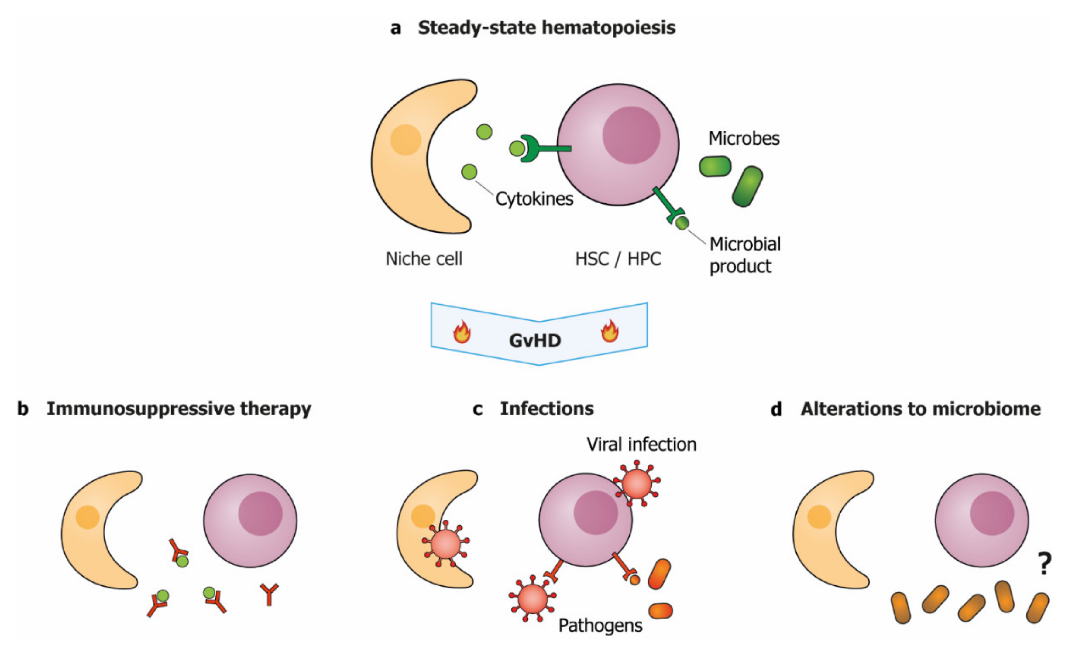 Cells | Free Full-Text | Hematopoietic Dysfunction during Graft-Versus-Host  Disease: A Self-Destructive Process?