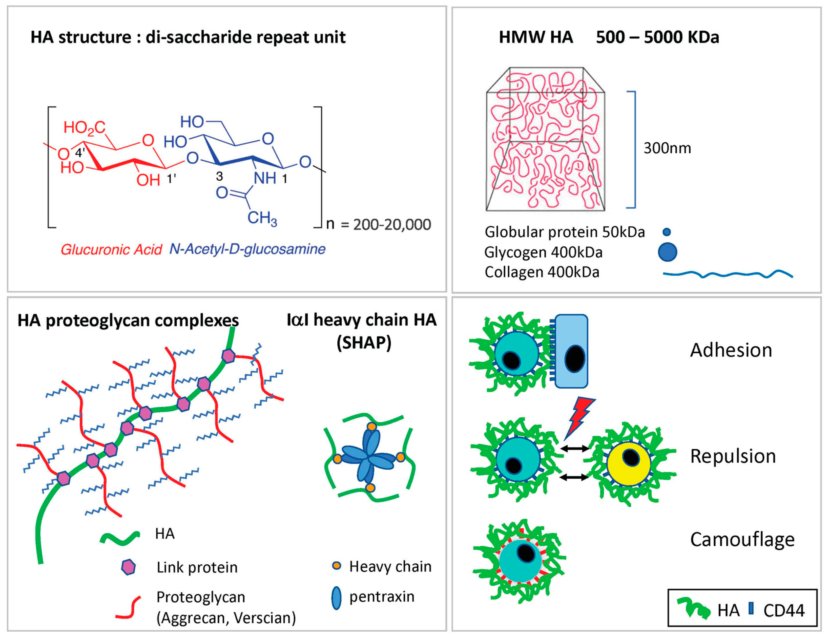 Cells | Free Full-Text | Hyaluronan and Its Receptors: Key