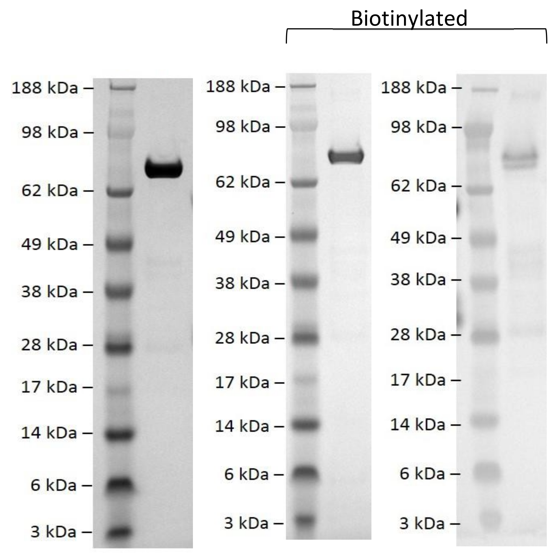 seeblue protein ladder Ctbp1 western blot