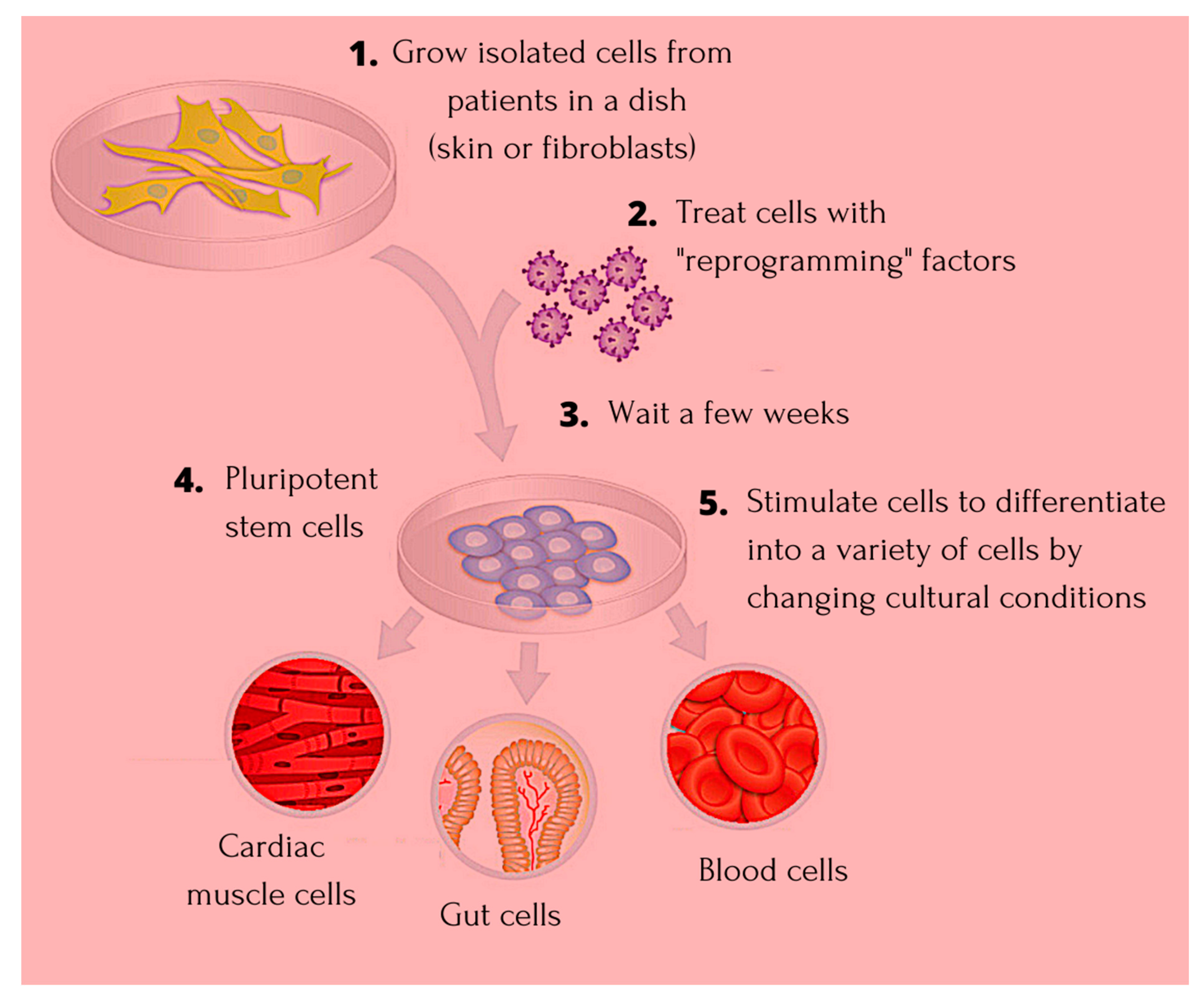 Cells | Free Full-Text | Induced Pluripotent Stem Cells (iPSCs)—Roles in Regenerative Therapies, Disease Modelling Drug Screening
