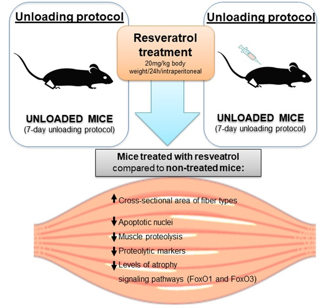 Cells Free Full-Text Beneficial Effects of Resveratrol in Mouse Gastrocnemius A Hint to Muscle Phenotype and Proteolysis