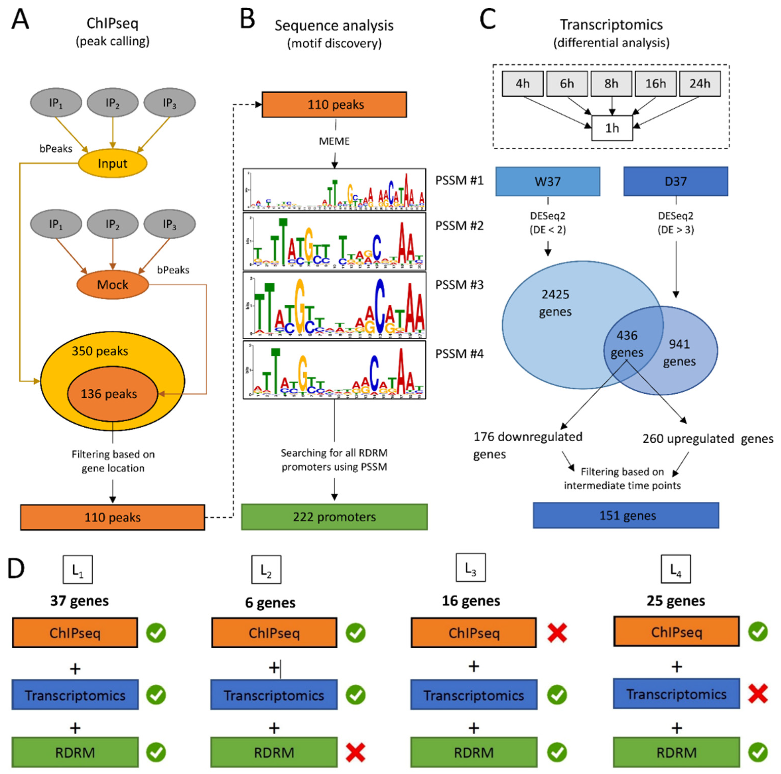 Deinococcus Radiodurans: The World's Toughest Bacterium. A Review