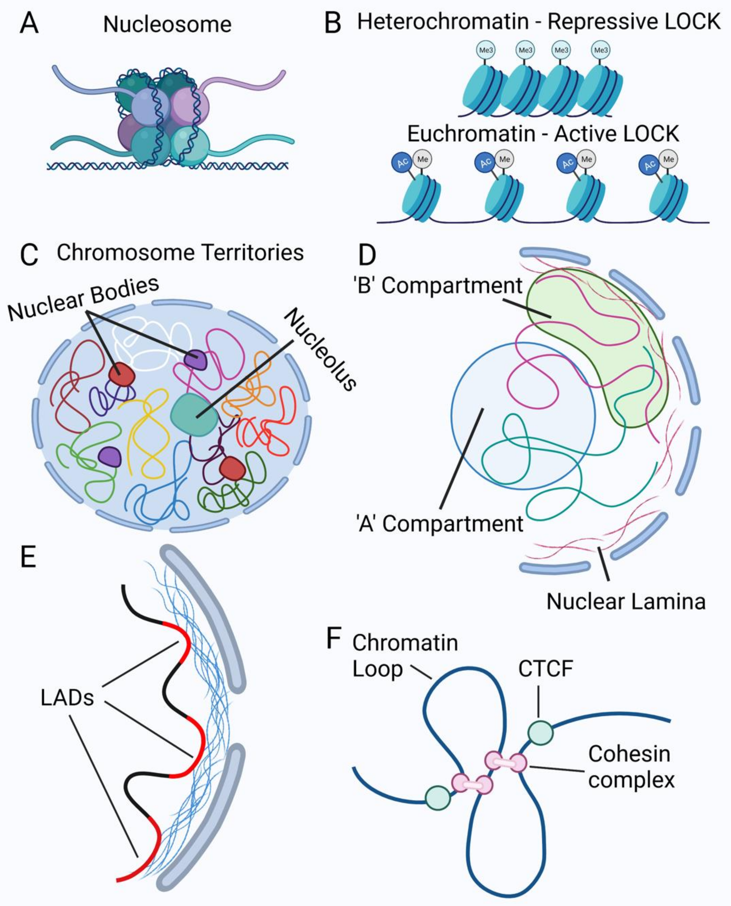 Chromatin In A Nucleus Chromatin In A Nucleus