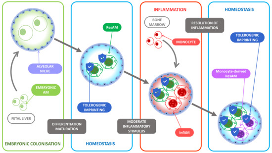 Cells | Free Full-Text | Alveolar Macrophages: Adaptation to Their Anatomic  Niche during and after Inflammation
