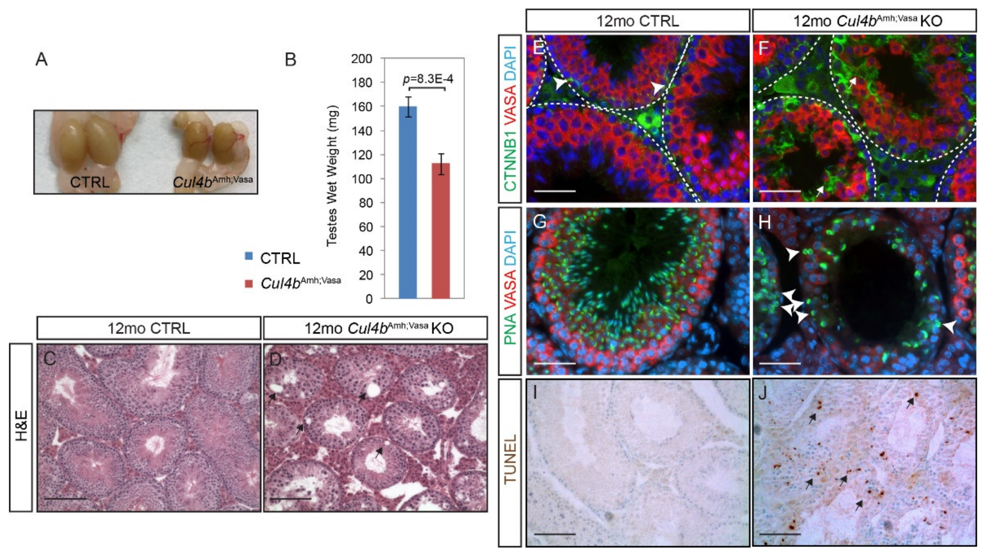 Cells | Free Full-Text | Cullin4 E3 Ubiquitin Ligases Regulate Male  Gonocyte Migration, Proliferation and Blood-Testis Barrier Homeostasis