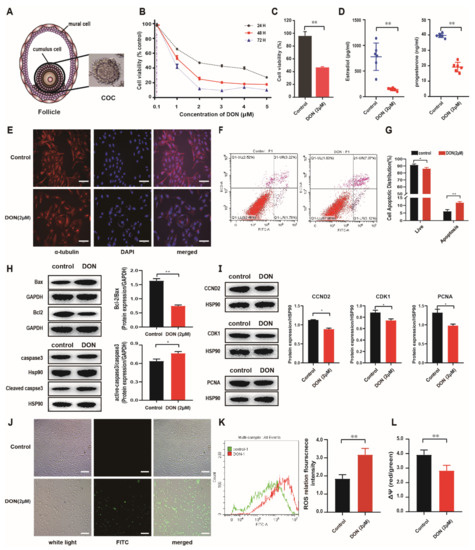 Cells | Free Full-Text | Chromatin Accessibility and Transcriptomic ...