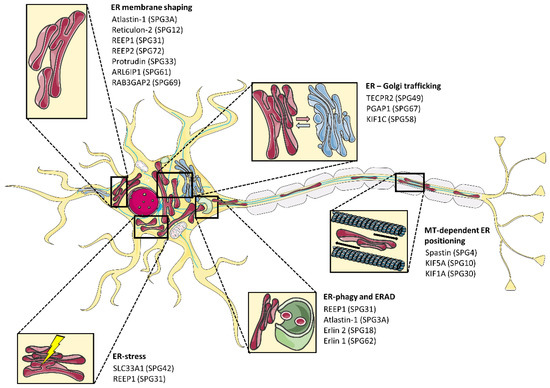 Cells | Free Full-Text | ER Morphology in the Pathogenesis of ...