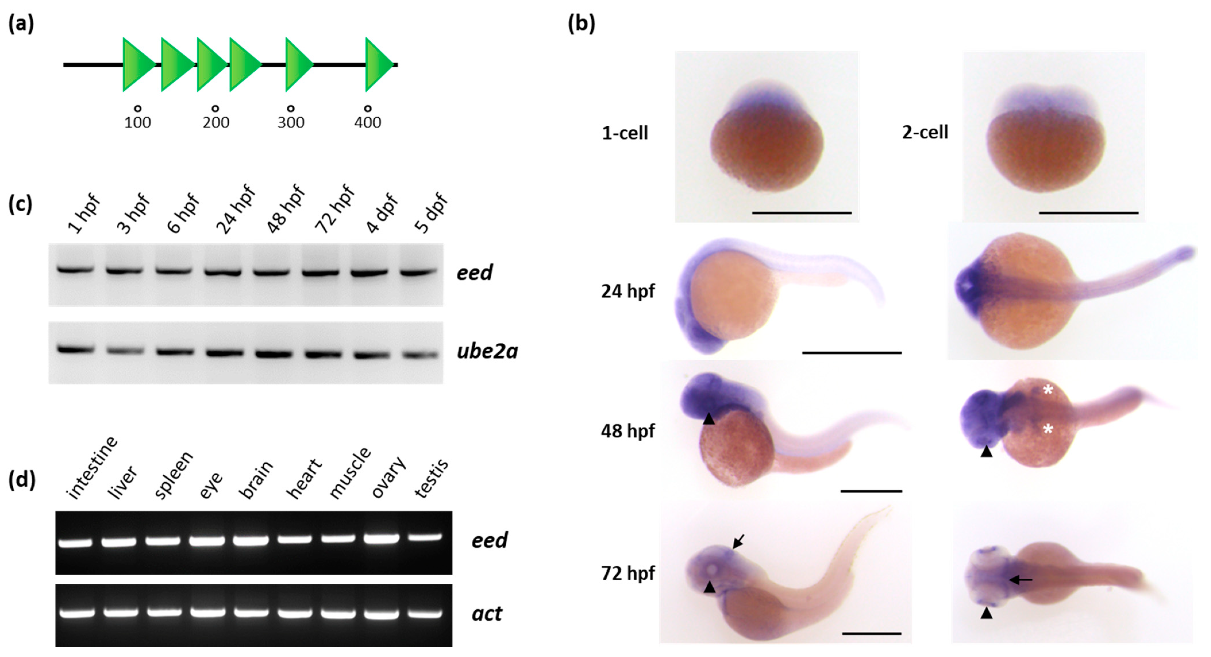 Cells Free Full-Text Loss of Polycomb Repressive Complex 2 Function Alters Digestive Organ Homeostasis and Neuronal Differentiation in Zebrafish image