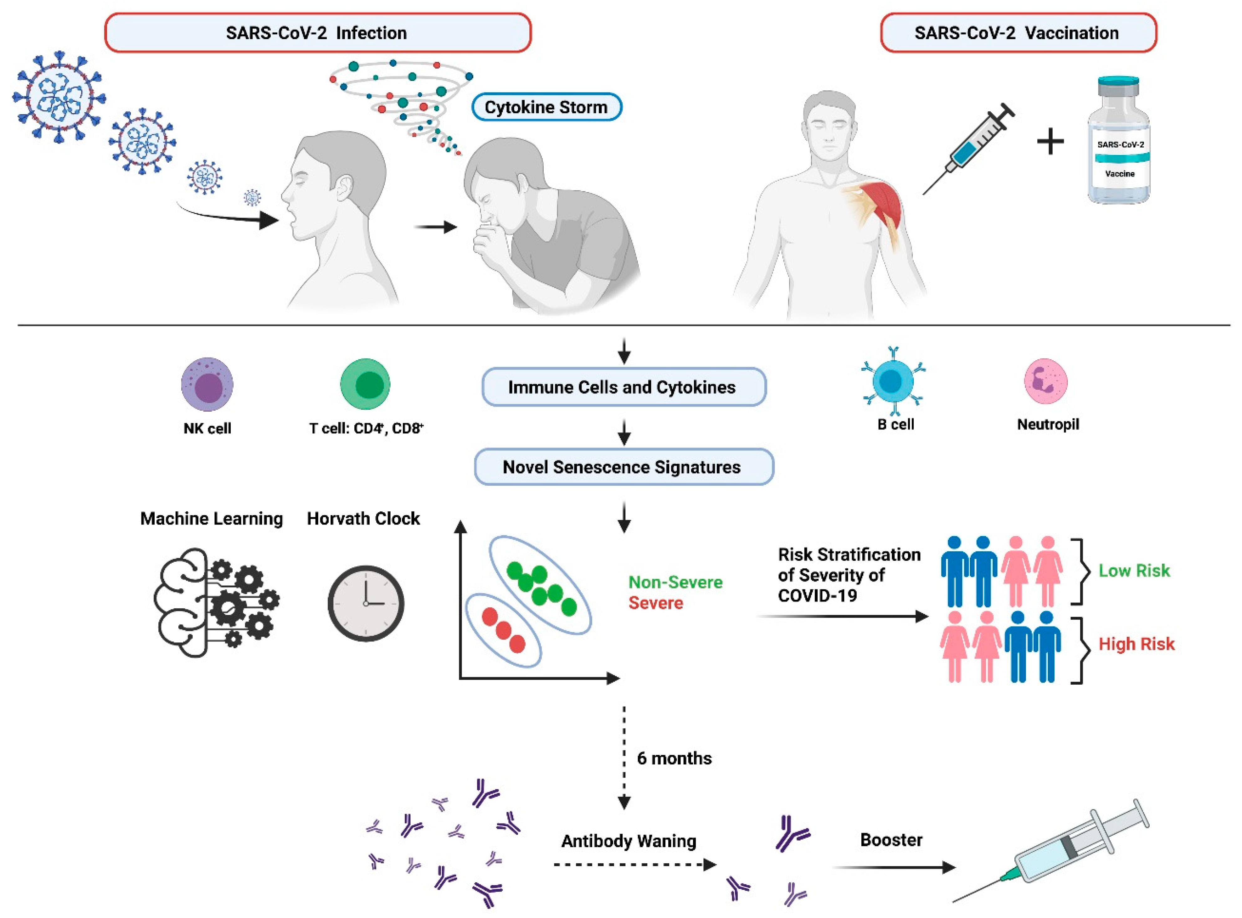 Fan Mei Ling Nude - Cells | Free Full-Text | Role of Senescence and Aging in SARS-CoV-2  Infection and COVID-19 Disease