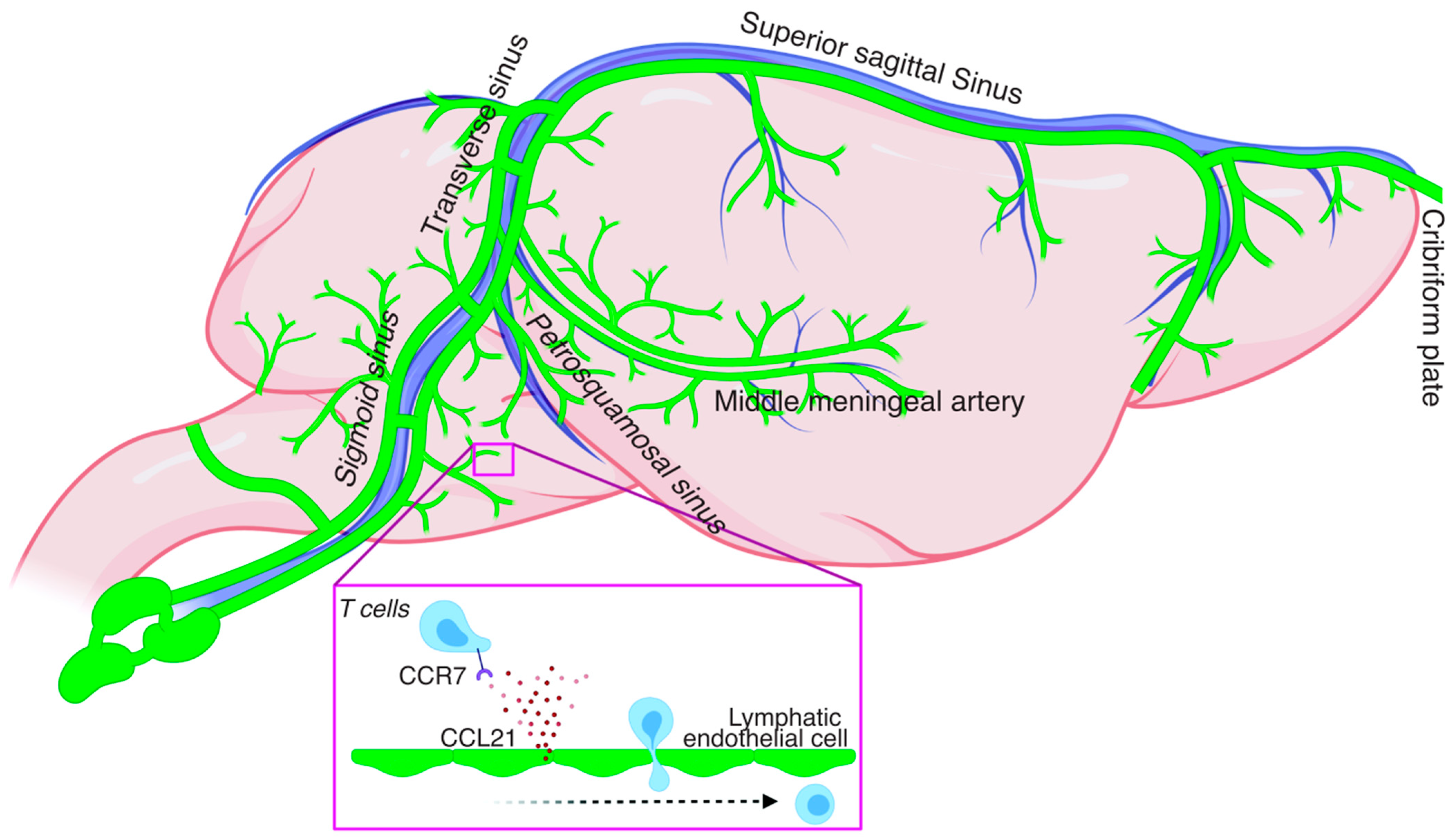 rille tjene Ung dame Cells | Free Full-Text | Meningeal Lymphatics: An Immune Gateway for the Central  Nervous System