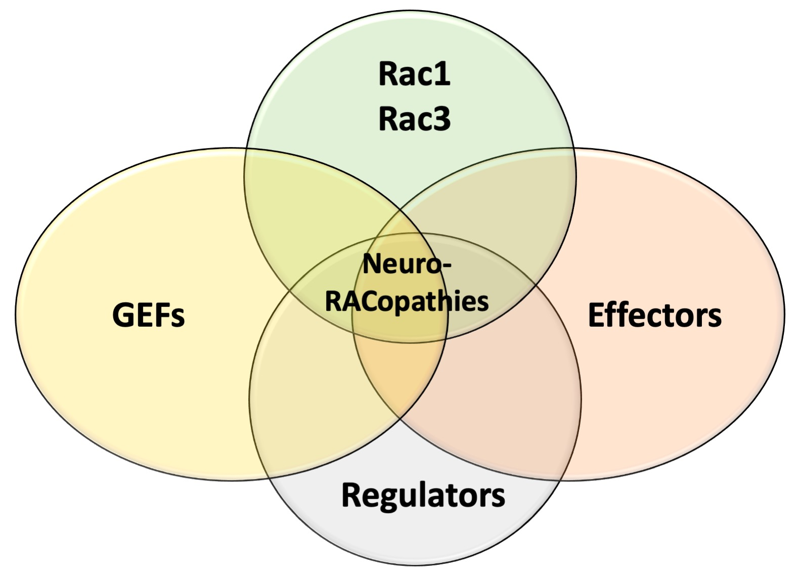 Rac1 Regulates Neuronal Polarization through the WAVE Complex