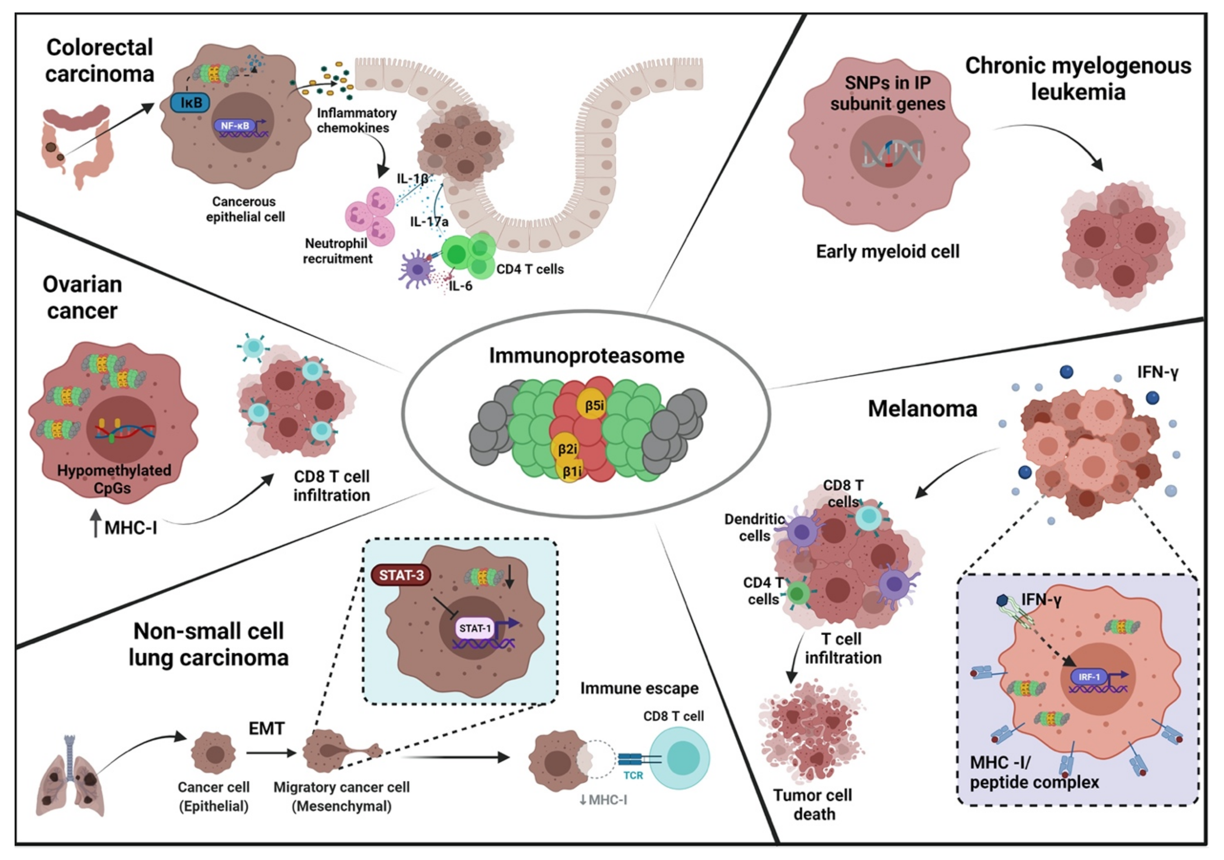 Cells | Full-Text | The Functional and Mechanistic Roles of Immunoproteasome Subunits in Cancer