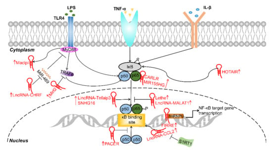 Cells | Free Full-Text | Long Noncoding RNAs Regulate the Inflammatory ...