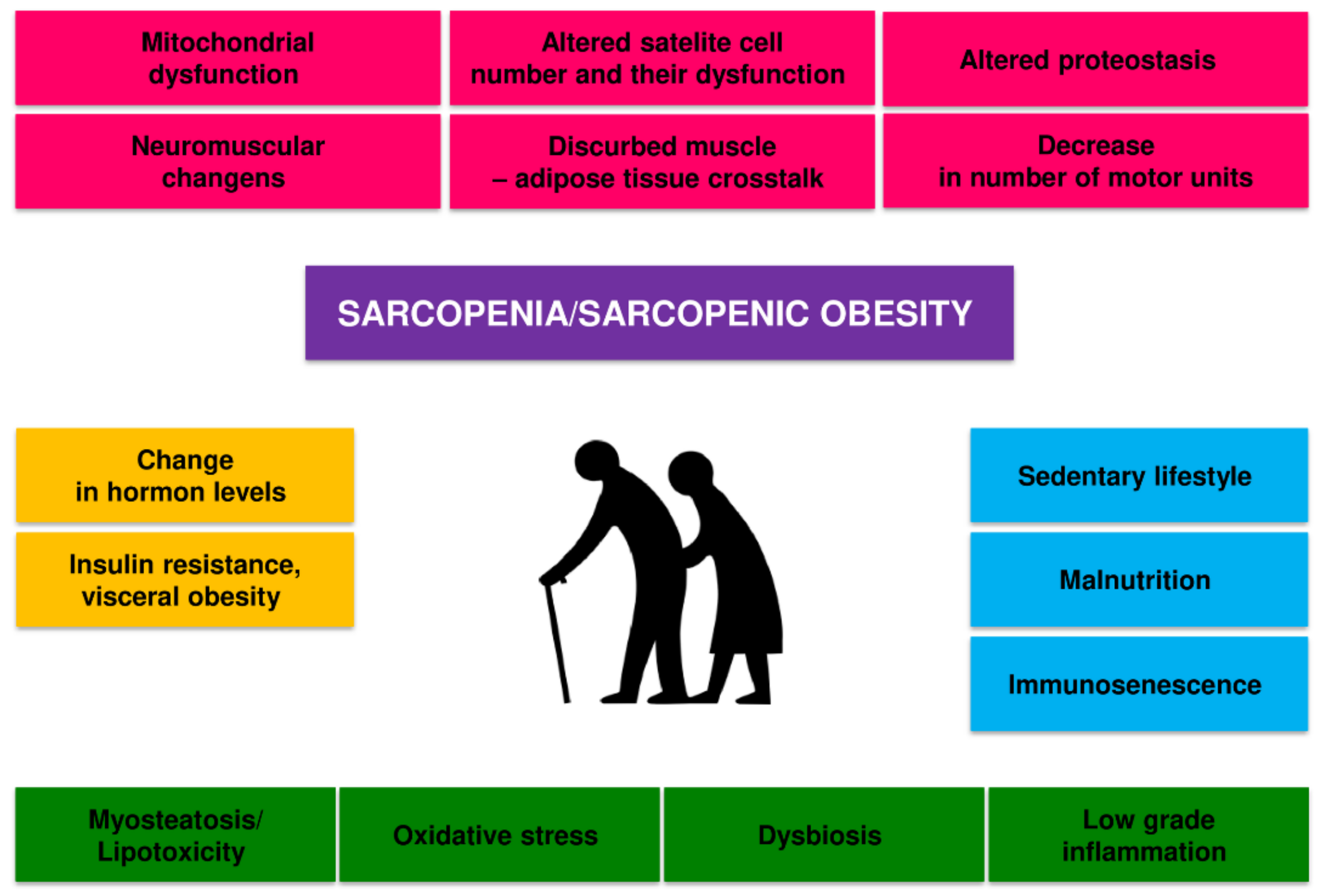 Cells | Free Full-Text | Multifactorial Mechanism of Sarcopenia