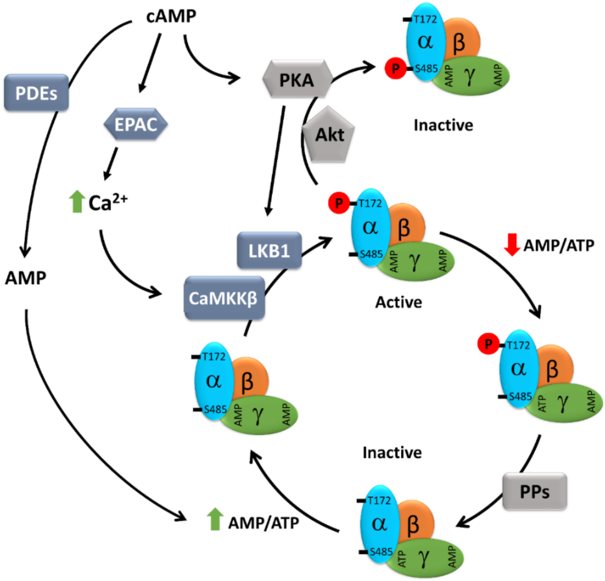 Cells | Free Full-Text | Emerging Role of cAMP/AMPK Signaling