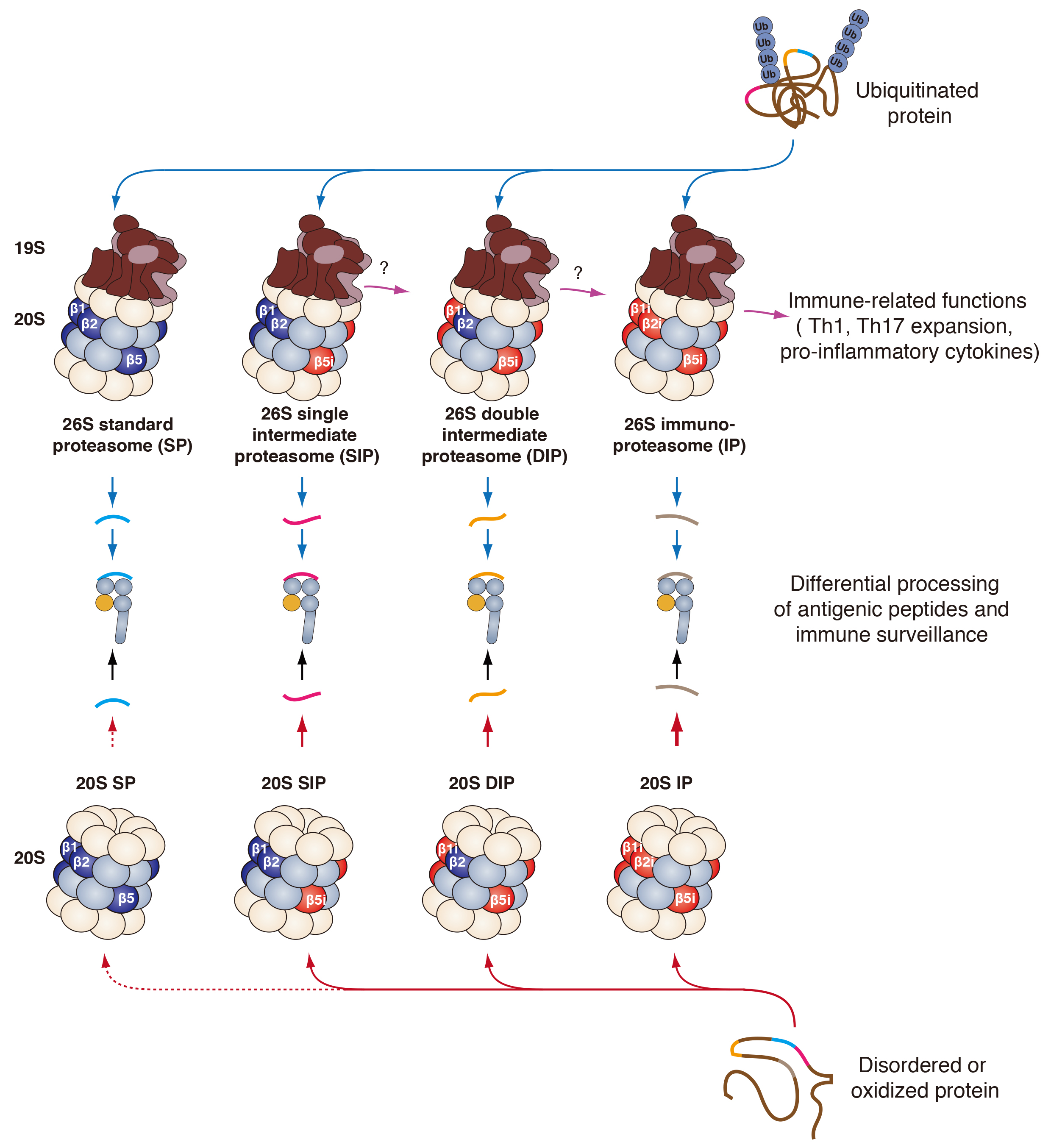 Cells Free Full-Text Functional Differences between Proteasome Subtypes picture image