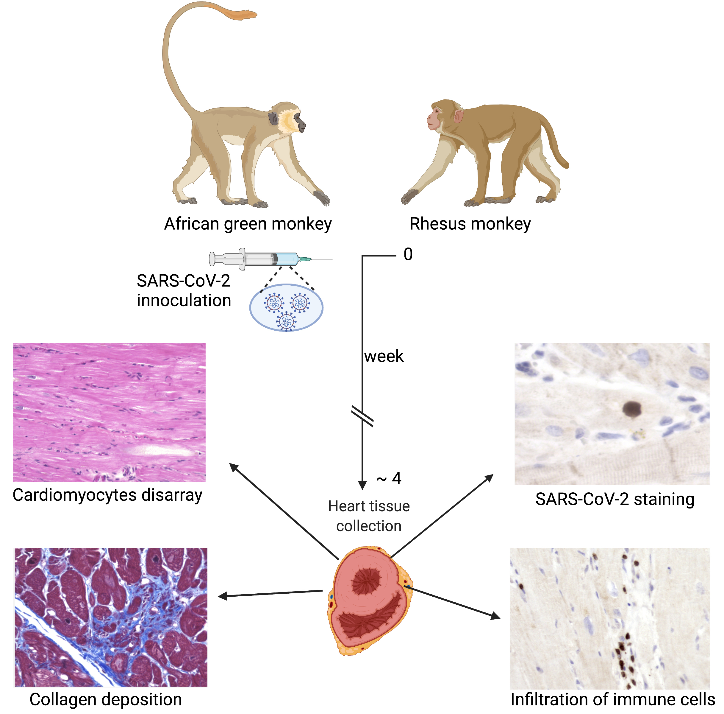 Cells | Free Full-Text | Activation of Immune System May Cause  Pathophysiological Changes in the Myocardium of SARS-CoV-2 Infected Monkey  Model