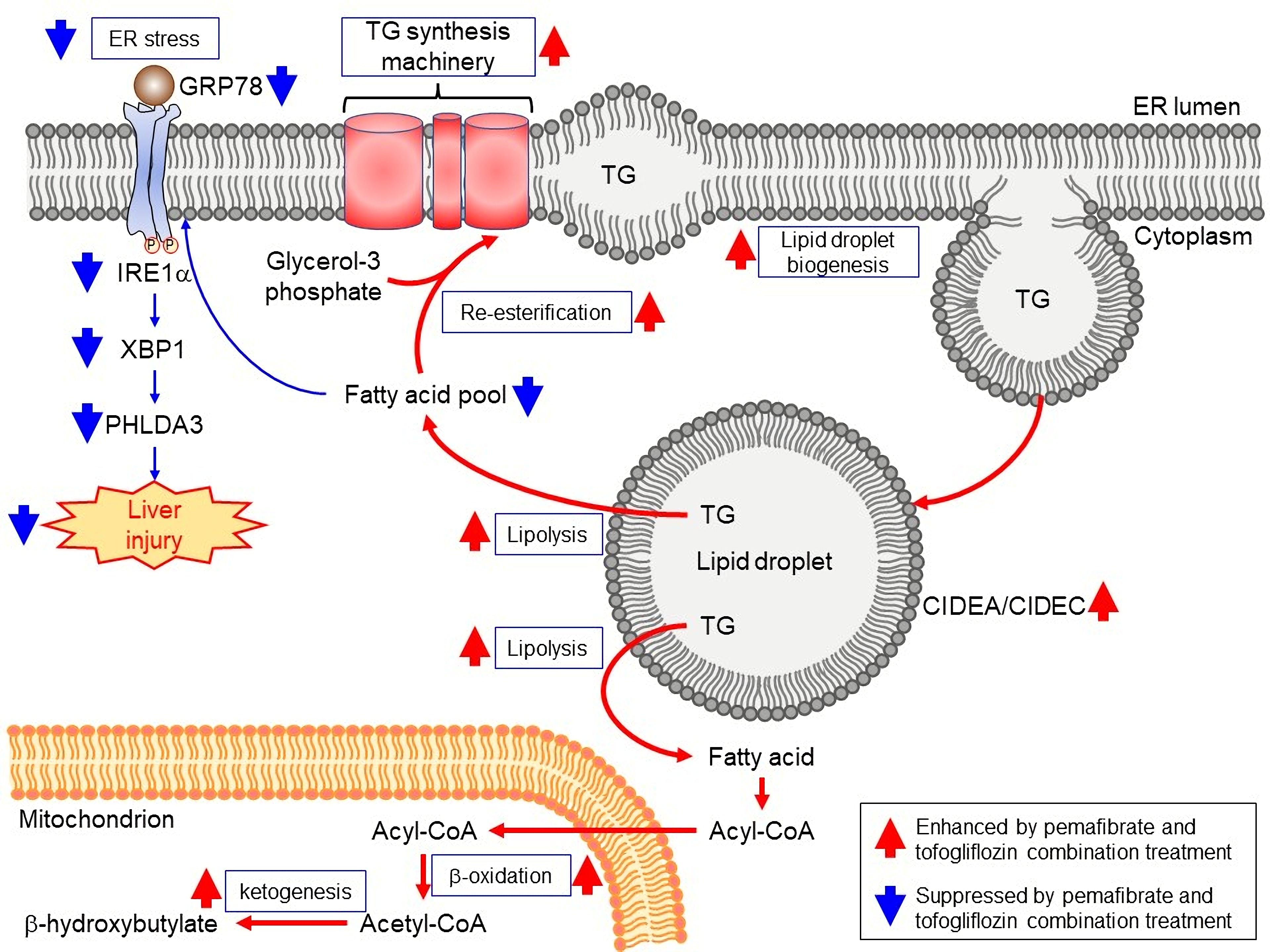 https://pub.mdpi-res.com/cells/cells-11-00720/article_deploy/html/images/cells-11-00720-ag.png?1645171580