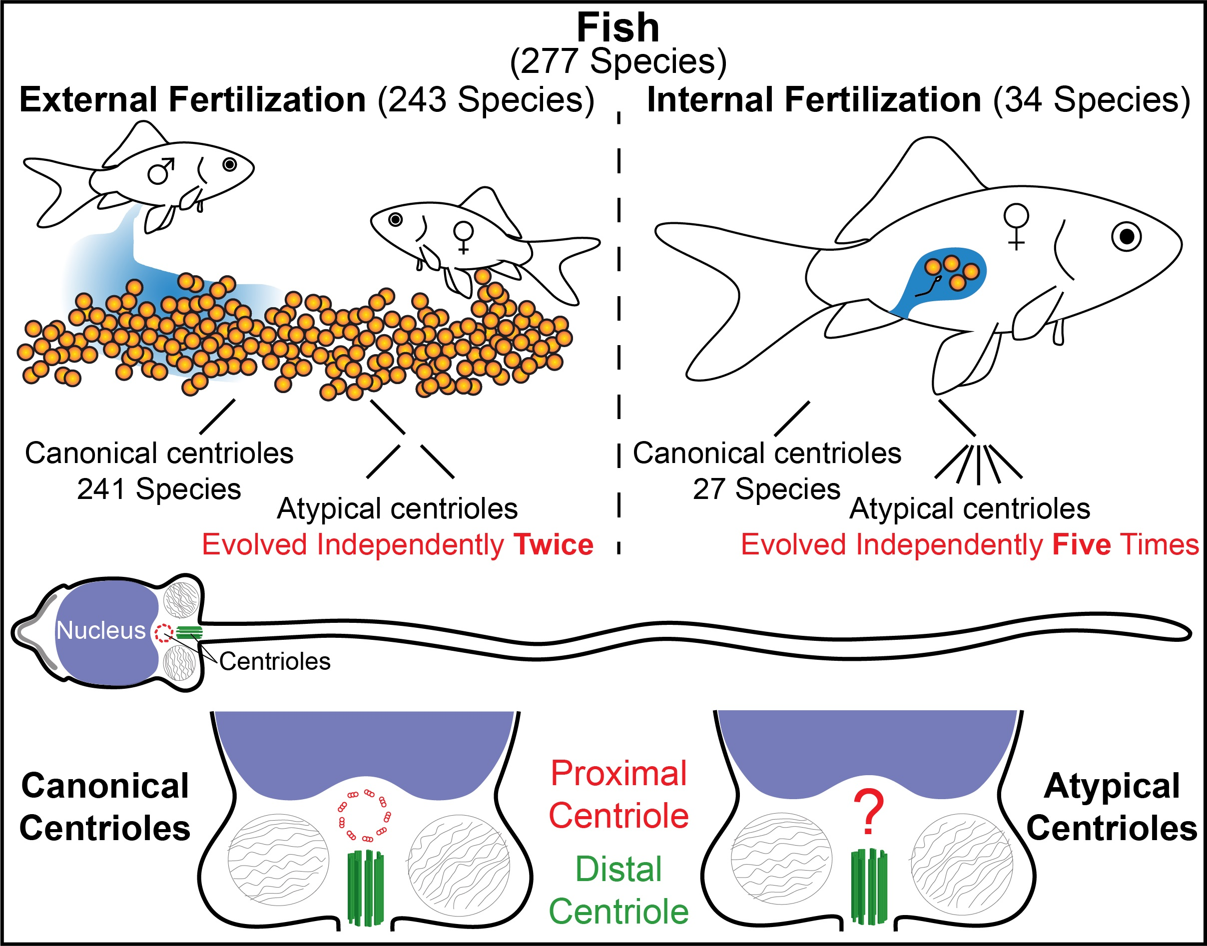 Cells | Free Full-Text | Atypical Centriolar Composition Correlates with Internal  Fertilization in Fish